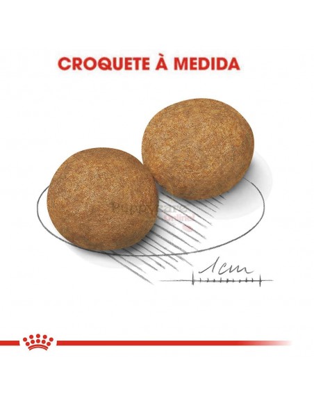Royal Canin SHN Médium Adult Alimento Seco Cão