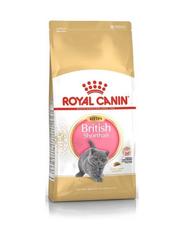 Royal Canin Gato Kitten British Shorthair
