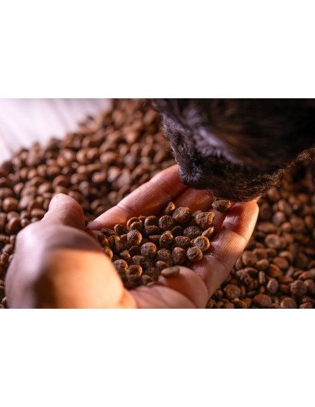 Bravery Cão Adulto Medium-Large Chicken (Grain Free)