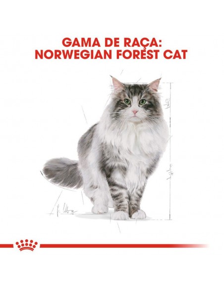 Royal Canin FBN Norwegian Forest Adult Alimento Seco Gato
