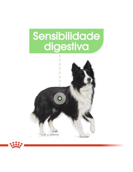 Royal Canin SHN Médium Digestive Care Alimento Seco Cão