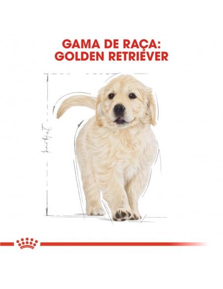 Raça Royal Canin Cão Golden Retriever Puppy