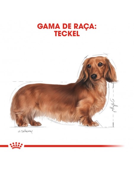 Royal Canin BHN Dachshund Adult Alimento Seco Cão