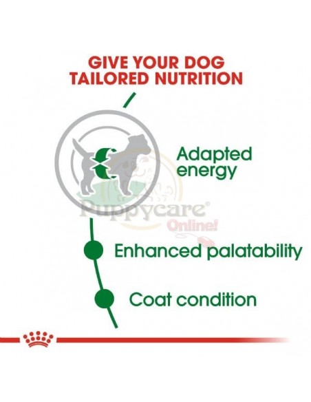 Royal Canin SHN Mini Adult Alimento Seco Cão