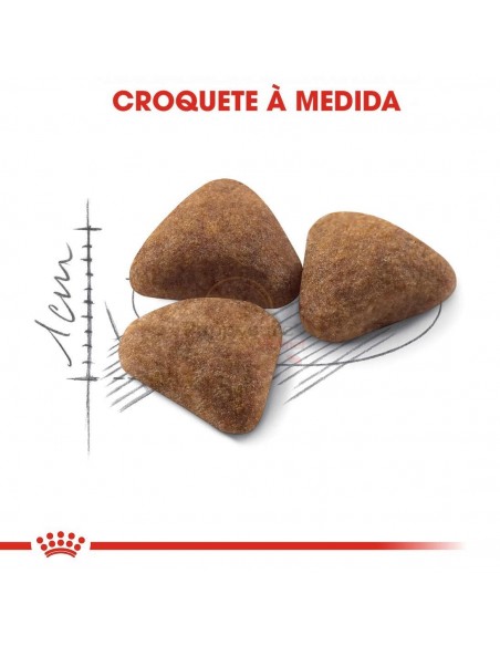 Croquete Royal Canin Gato Indoor